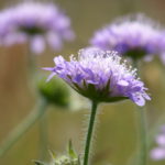 Die Ackerwitwenblume- eine typische Vertreterin der Bergmähwiesen