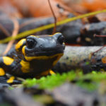 Feuersalamander