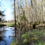 Überschwemmte Bereiche im Laubwald