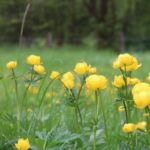 Trollblume - Charakterart feuchter Bergmähwiesen