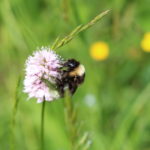 Hummel auf Schlangenknöterich