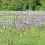 Massenbestand der Lupine - Breungeshainer Waldsiedlung