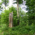 Im Prozessschutzwald bleiben auch tote Bäume erhalten