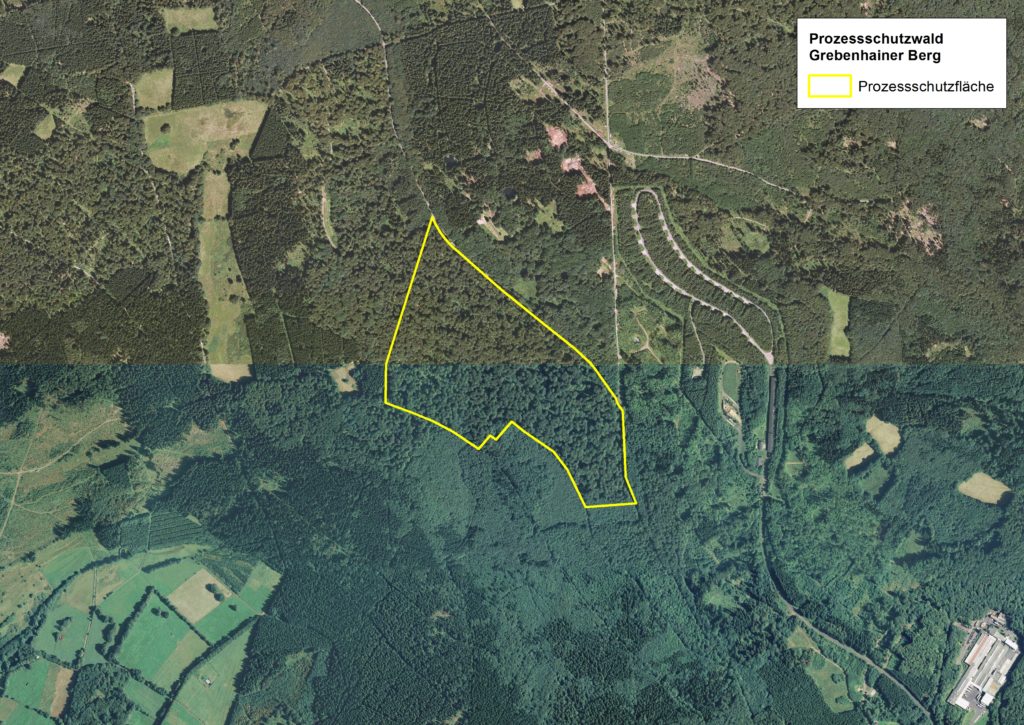 Prozessschutzfläche des NGP am Grebenhainer Berg