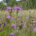 Wiesenflockenblume