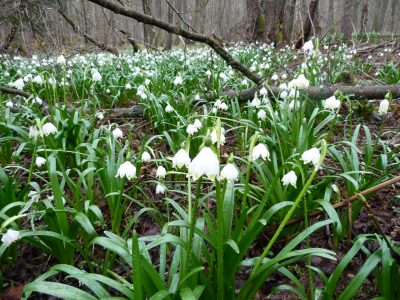 Märzenbecher - Frühjahrsboten im Sumpfwald