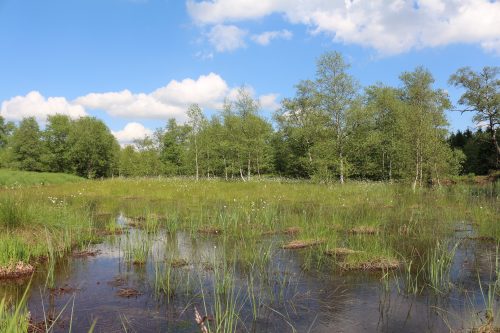 Wiedervernässter Bereich am Hochmoor Breungeshainer Heide