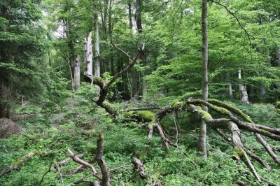 Totholzreicher Buchenwald im Oberwald